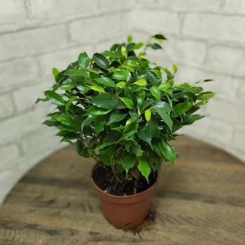Houseplant "Ficus be